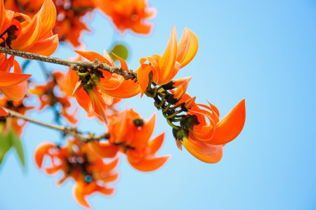 Bastard Teak Flower bloom in Chiangmai, Thailand.の写真素材