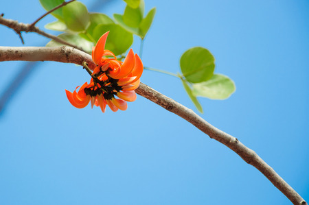 Bastard Teak Flower bloom in Chiangmai, Thailand.の写真素材