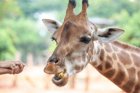 People Feeding Giraffe at Zooの写真素材