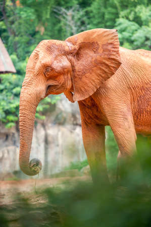 African elephant in natural environmentの写真素材