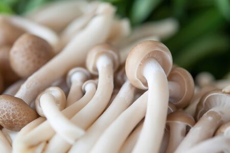 Close up of an assortment of mushroomsの写真素材