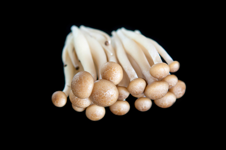 mushroom on the Black background