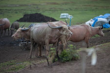 Thai buffalo is grazing in a fieldの写真素材