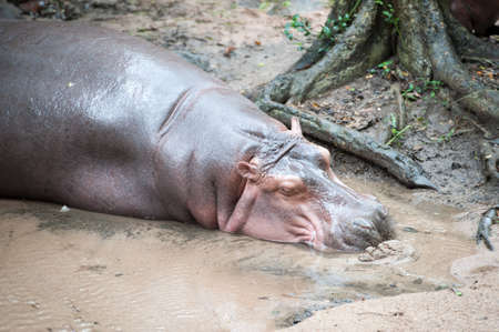 hippopotamuses sleeping in the weather.の写真素材
