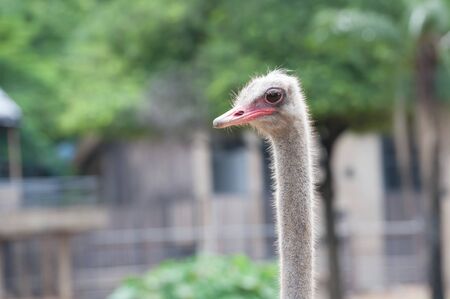 ostrich in the zoo,thai
