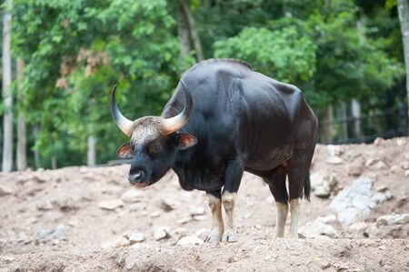 Gaur or indian bison in the Zooの写真素材