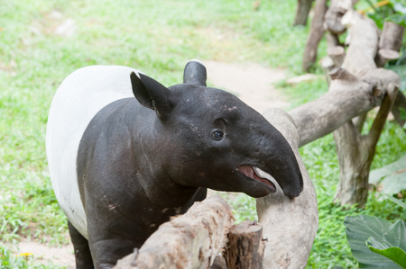 Malayan tapir (tapirus indicus) in zooの写真素材