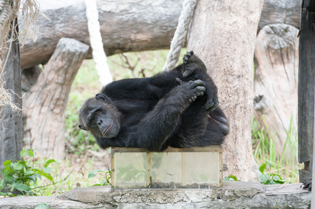 Chimpanzee in the zooの写真素材