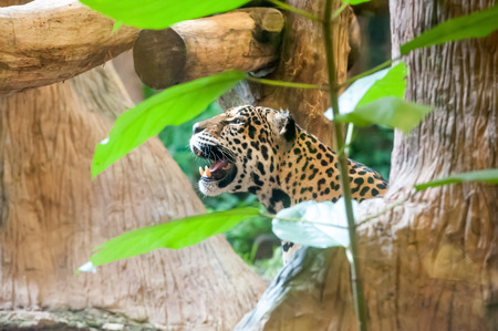 jaguar in zooの写真素材