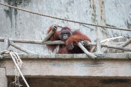 Orangutan in the zooの写真素材