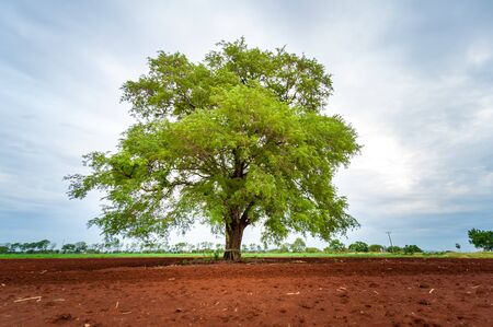 Tree on farm, country landscapeの写真素材