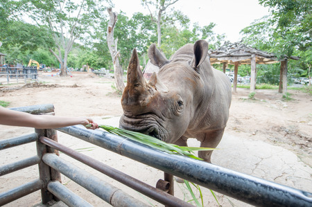 Feeding grass White rhinoceros in a zooの写真素材