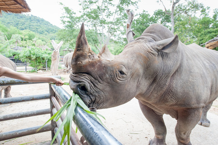 Feeding grass White rhinoceros in a zooの写真素材