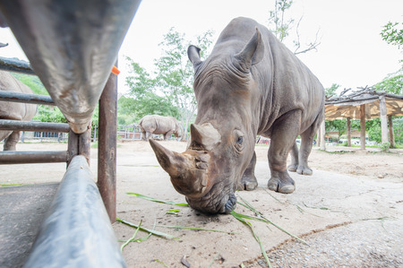 White rhinoceros (Ceratotherium simum) in zooの写真素材