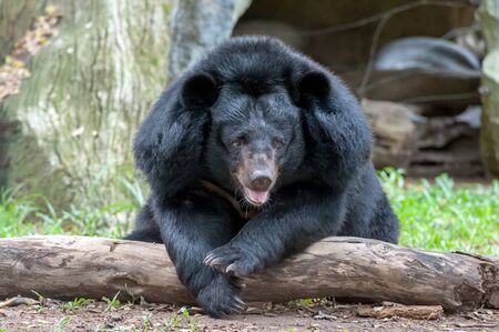 Asiatic black bear in zooの写真素材