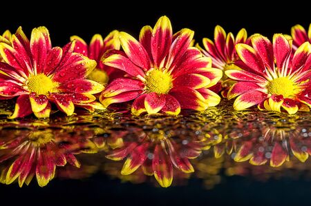 Yellow and red fowers on black backgroundの写真素材