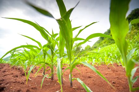 Green sprout growing from seedの写真素材