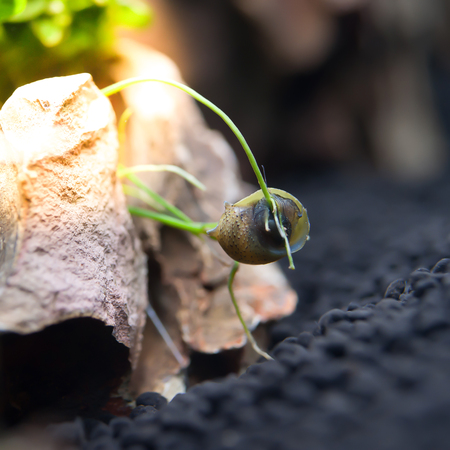 beautiful snails in the aquarium/Horned Nerite Snailの写真素材