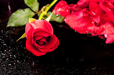 dramatic a red rose with bloodの写真素材