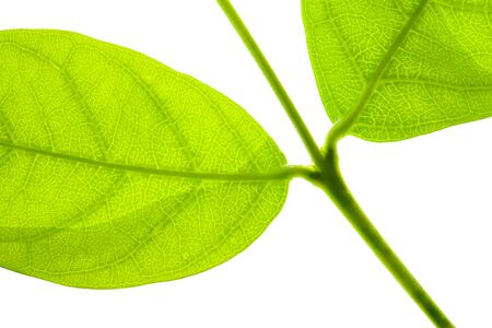 Laurel leaf isolated on white background