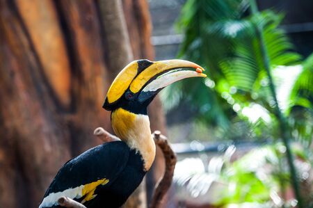 Hornbill perched on a branch. in the zoo.の写真素材