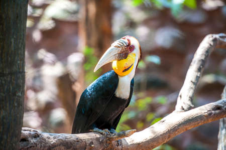Hornbill perched on a branch. in the zoo.の写真素材