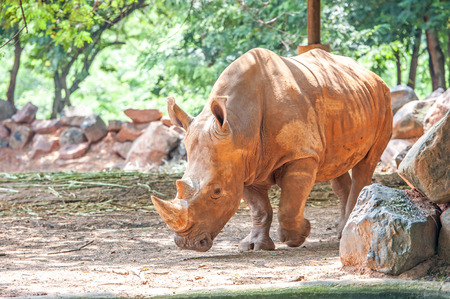 rhinoceros (Ceratotherium simum) in Zooの写真素材