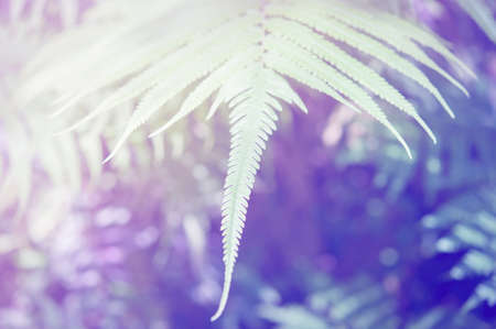 beautiful leaf made with color filtersの写真素材