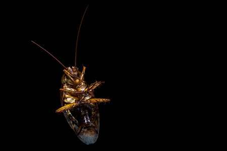 close up a cockroach on black background