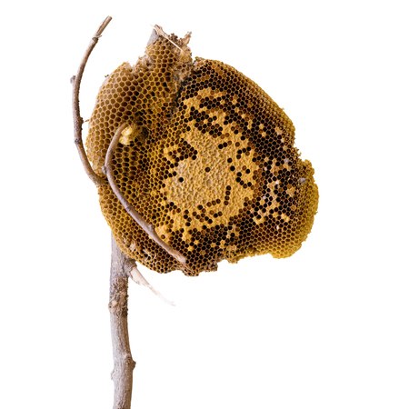 Full of fresh pure honey honeycomb on white background with paths