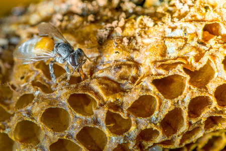 Close up view of the working bees on honeycomb and selective focus
