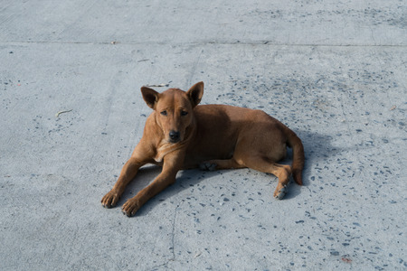 Cute dog brown Put the clothes, in-THAILAND.の写真素材