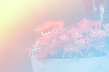 beautiful flowers made with color filters for backgroundの写真素材