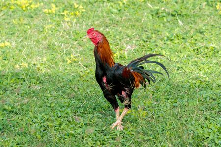 rooster in a field in springtime