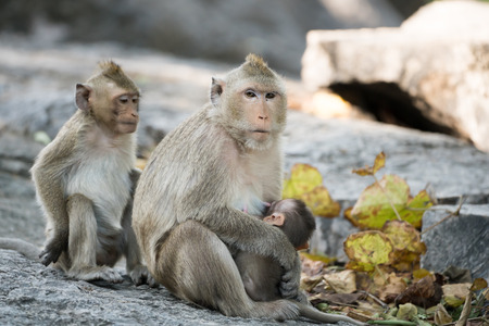Image of monkey sitting on nature background.