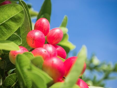 Bengal Currant or Karanda, Carunda ,Fruit is healthy.