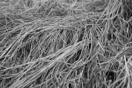 Dry grass in early spring for texture backgroundの写真素材