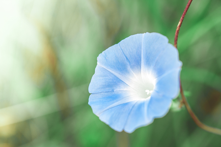 blue flowers selective focus with a beautiful bokeh in the garden for design nature backgroundの写真素材