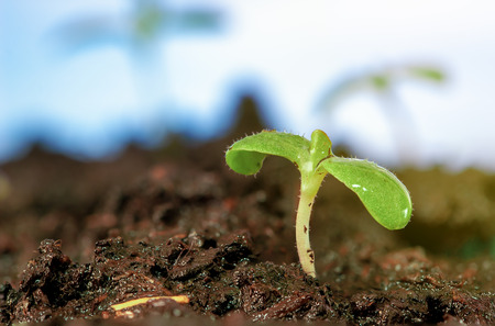 Close-up sprout of vegetables for preparing to be planted with copy space for your text,