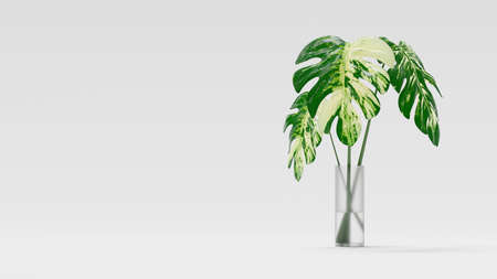 Monstera leaf spotted pattern In transparent vase placed on floor and white background. Copy space for your text or banners. 3D Render.の写真素材