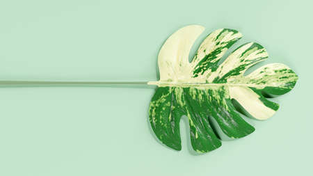 Monstera leaf spotted pattern on Blue-Green pastel background. Minimal idea concept, 3D Render.の写真素材