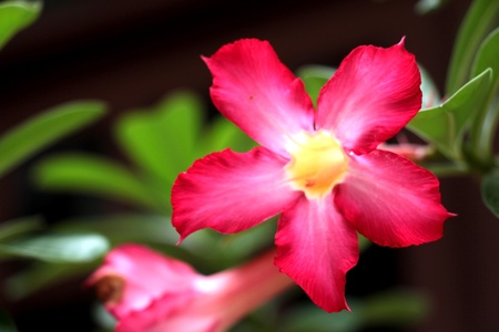 Impala Lily Blossom Pinkの写真素材