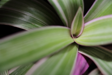 Tradescantia spathaceaの写真素材