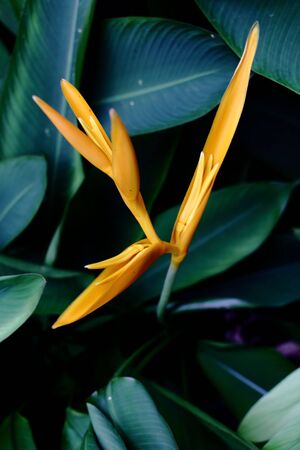 Heliconia in the gardenの写真素材