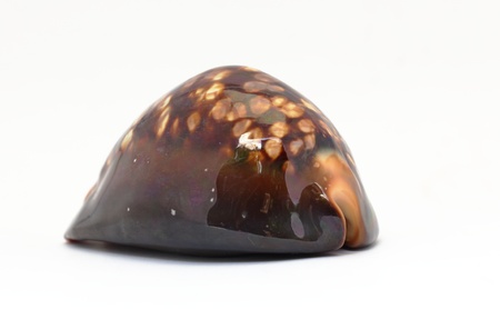 Side Black cowrie shellの写真素材