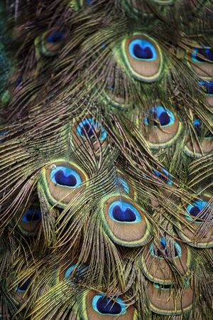 Peacock tailの写真素材
