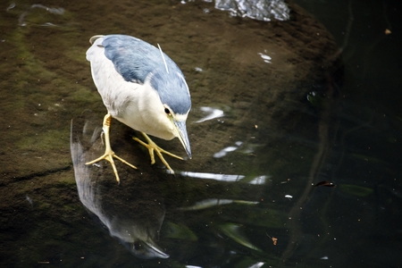 Black-crowned Night Heronの写真素材
