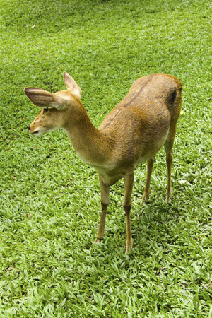 Brow-antlered deer at KhoKeaw open zoo in Thailand.の写真素材