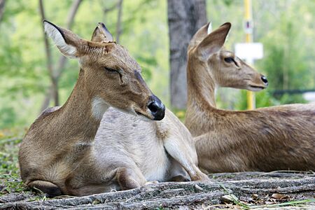 Brown antelope at KhoKeaw open zoo in Thailand.の写真素材