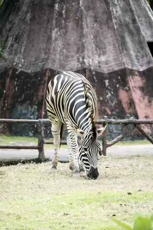 Zebra on grassland in Khao kheow Zoo, Thailandの写真素材